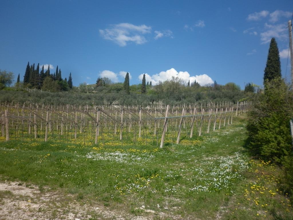 La Piccola Mimosa Apartamento SantʼAmbrogio di Valpolicella Exterior foto